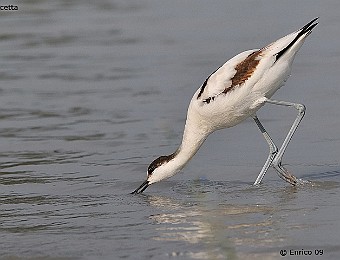 Animali 384